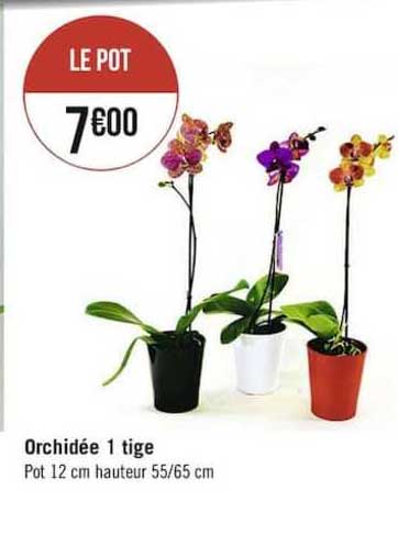 orchidee 1 tige