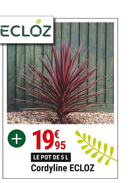 cordyline ecloz