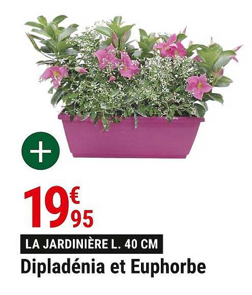 dipladénia et euphorbe