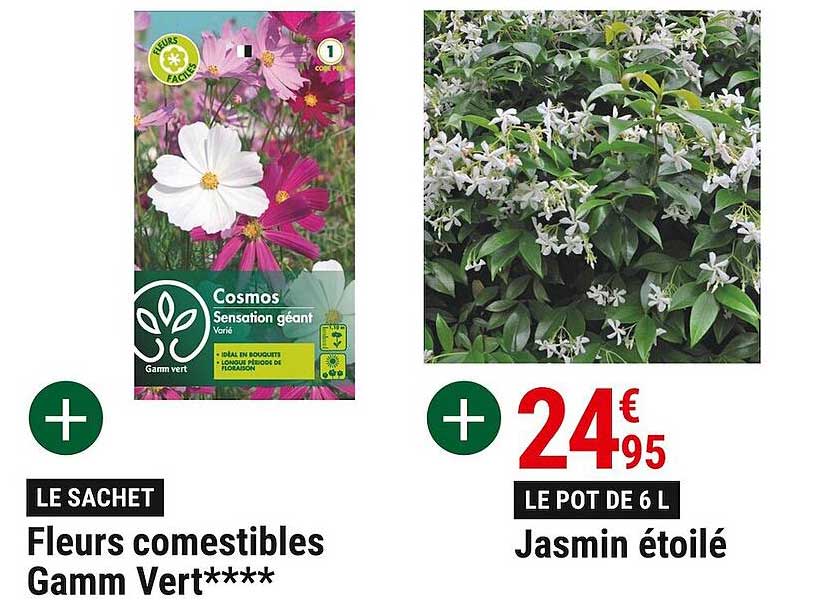 fleurs comestibles gamm vert, jasmin étoilé