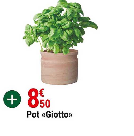 Pot «giotto»