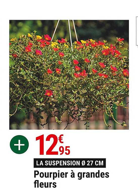 pourpier à grandes fleurs