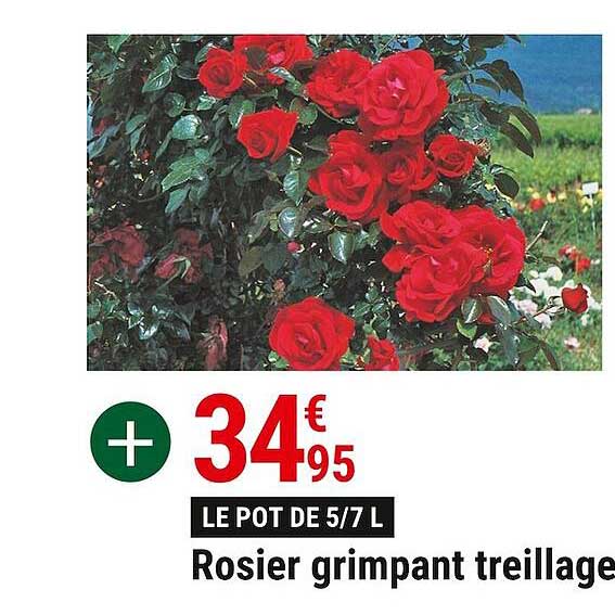 rosier grimpant treillage