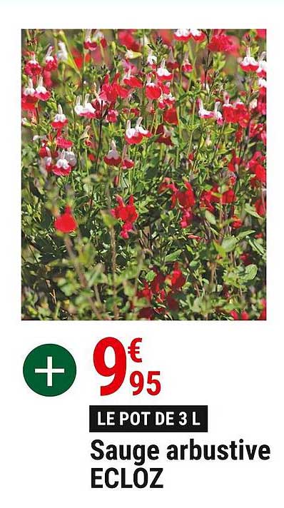 sauge arbustive ecloz