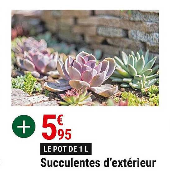 succulentes d'extérieur