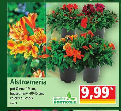 alstroemeria