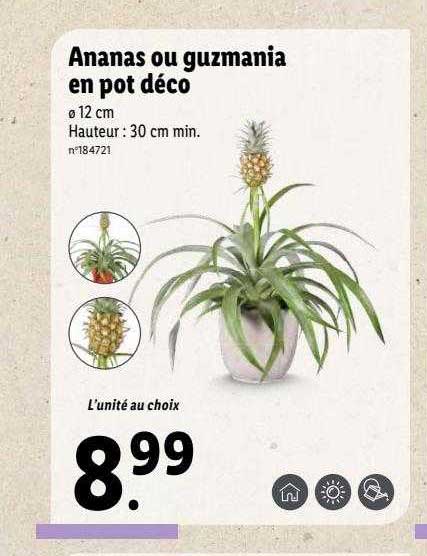 Ananas Ou Guzmania En Pot Déco