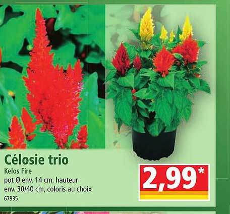célosie trio kelos fire