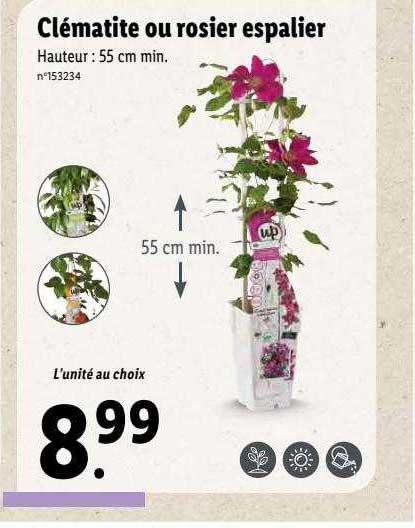 clématite ou rosier espalier