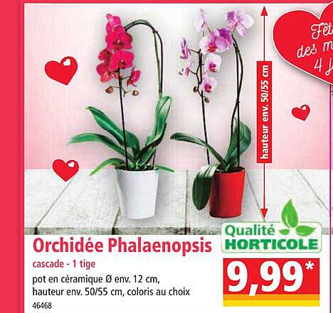orchidée phalaenopsis cascade - 1 tige