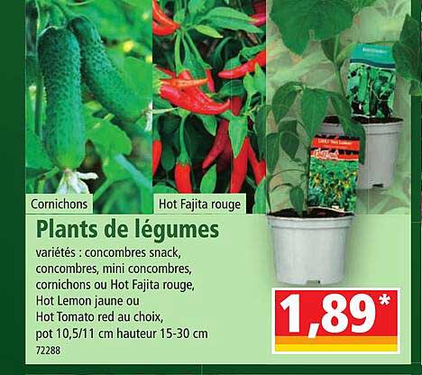 plants de légumes