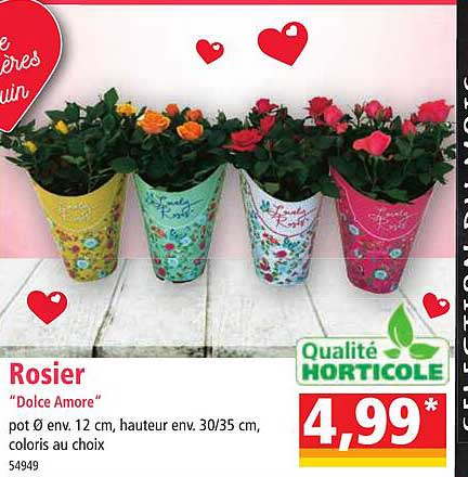 rosier "dolce amore"