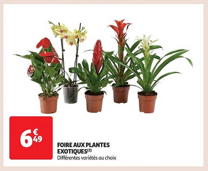 Foire Aux Plantes Exotiques