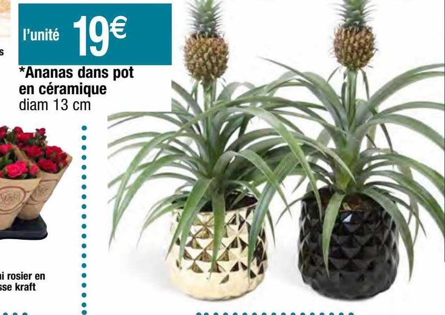 ananas dans pot en céramique