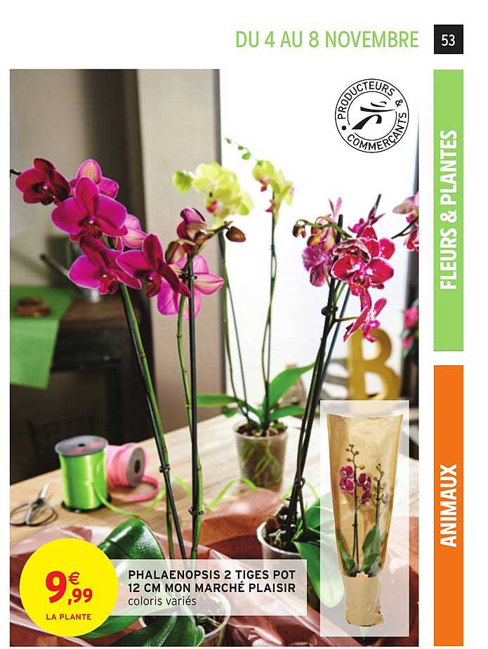 phalaenopsis 2 tiges pot 12 cm mon marché plaisir