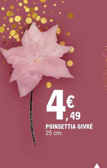 poinsettia givré