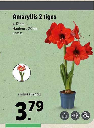 amaryllis 2 tiges