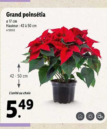 Grand Poinsétia