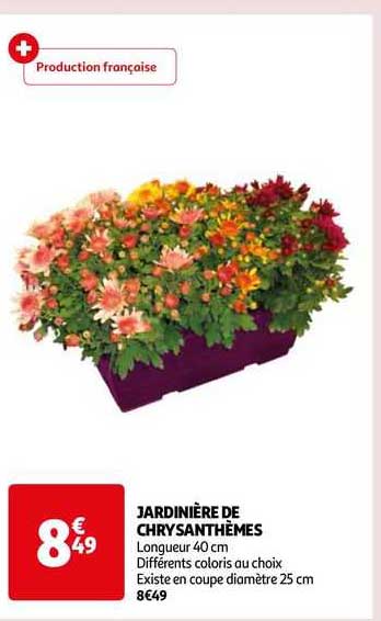 Jardinière De Chrysanthèmes