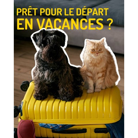 Médor Et Compagnie